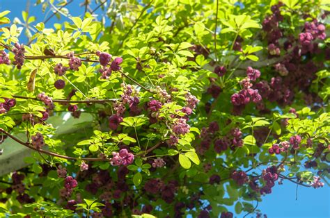 How To Grow And Care For Chocolate Vine