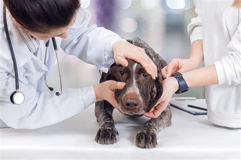 A Vet Is Treating A Dog At The Examining Couch Stock Photo Image Of
