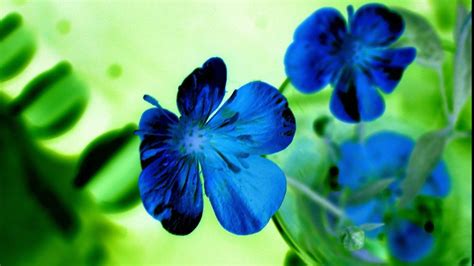 Blue Flowers Desktop Wallpaper Wallpapersafari