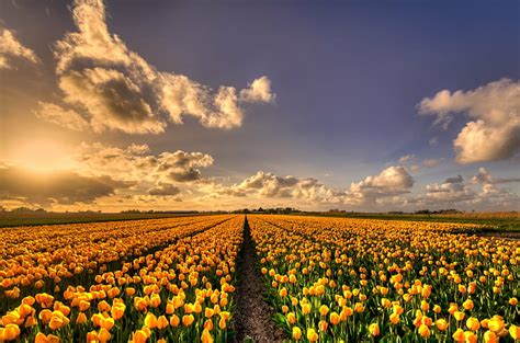 Hd Wallpaper Yellow Tulip Flowers Field At Sunset Holland Rich Pure