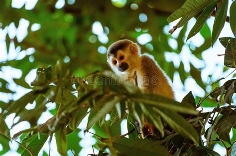 Common Squirrel Monkey Saimiri Sciureus In Jungle Canopy Surveying