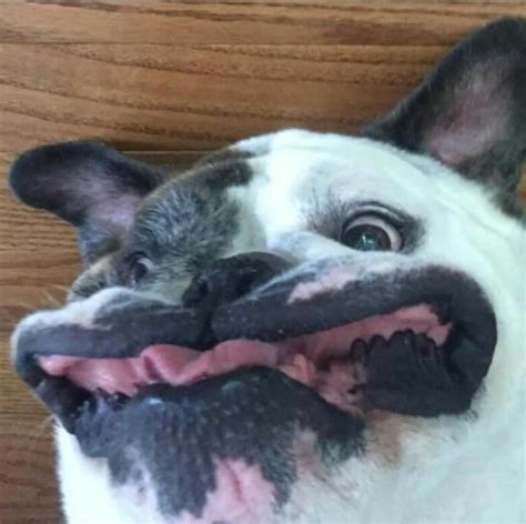 18 Cute Animals Who Went Full Derp And Goofy