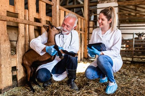 The Top Benefits Of Becoming A Veterinarian Technician