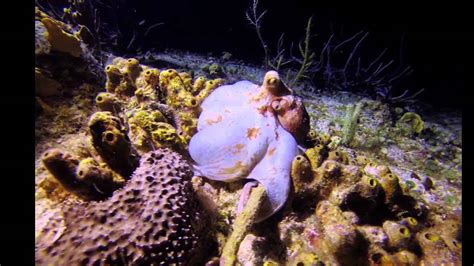 Night Dive Cozumel March 2014 Youtube