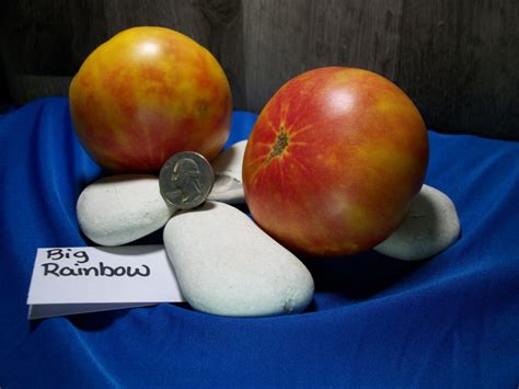 Big Rainbow Tomato Seeds Etsy