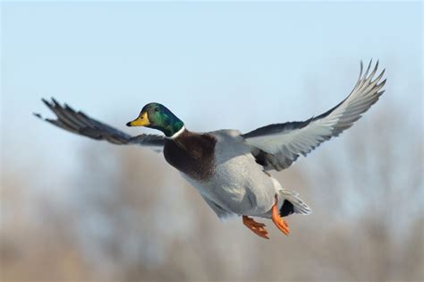 5 Duck Hunting Gear Tips Every Hunter Should Know About