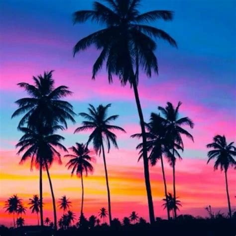 Palms With A Pretty Sunset Background Summer Sunset Pictures Sunset
