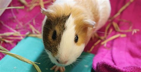 Sanctuary And Pet Store Join Forces To Help Guinea Pigs Spoke