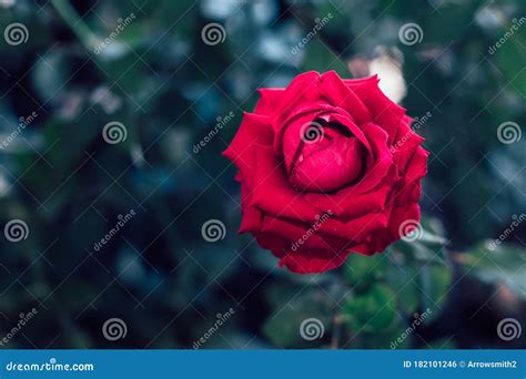 Red Rose The Symbol Of Love And Valentine Stock Photo Image Of