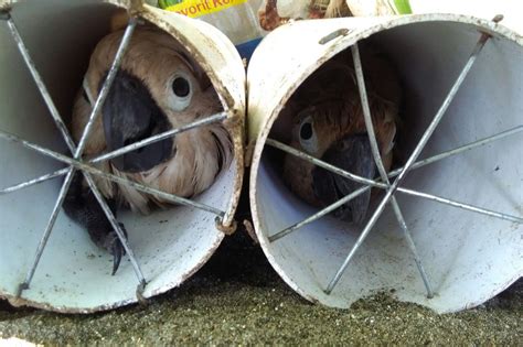Indonesian Smugglers Stuffed Exotic Birds In Drainpipes