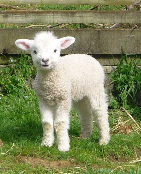 Booboo Has Her Lambs Cute Animals Cute Baby Animals Animals