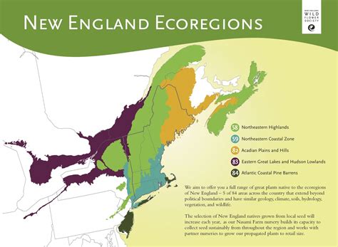 However, it is a tough plant and easy to grow. Ecoregions of New England | New england, Native plant ...