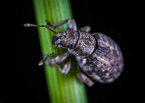 Close Up Photo Of Rice Weevil · Free Stock Photo