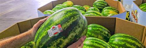 While care has been taken to ensure its accuracy, in the event of conflict the actual statute or administrative rule will control. Food Safety l Premier Melon l Watermelon Growers