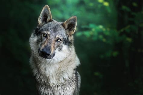 Wallpaper Id 109395 Animals Forest Wolf Free Download