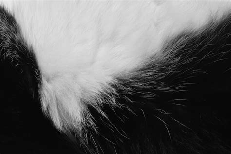 Premium Photo Black And White Cat Fur Texture Background
