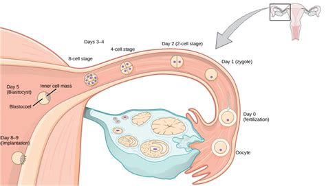 Human Pregnancy And Birth Bio 101
