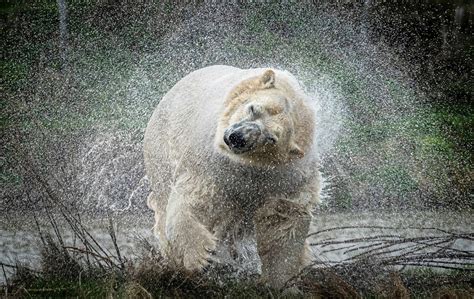 Polar Bear Shot Dead By Onlookers After Killing Man In Norway