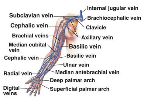 The Cardiovascular System Of The Upper Limbs Anatomy Of The Upper