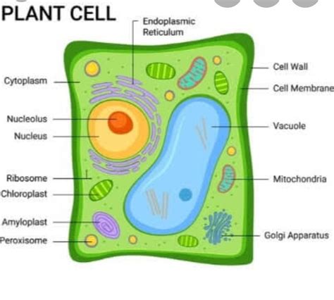 Draw A Neat Diagram Of A Typical Plant Cell And Label It Various Parts