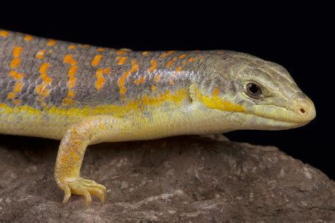 6 Popular Pet Skink Species Types You Can Keep At Home