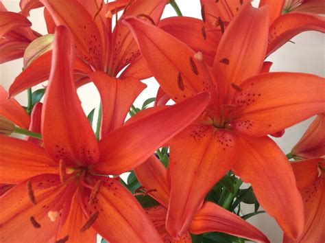 Orange Tiger Lilies From My Garden Tiger Lily Lily Garden