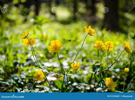 Yellow Buttercup Spring Flowers Stock Image Image Of Buttercup