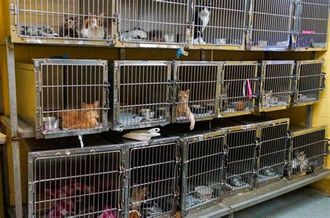 Habersham County Animal Shelter Overrun With Cats And Running Out Of