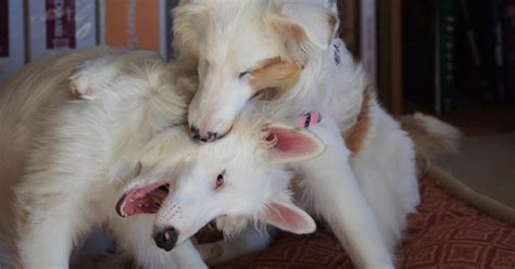 White Dog Blog Teaching Deaf And Blind Dogs To Use Their Mouths Gently