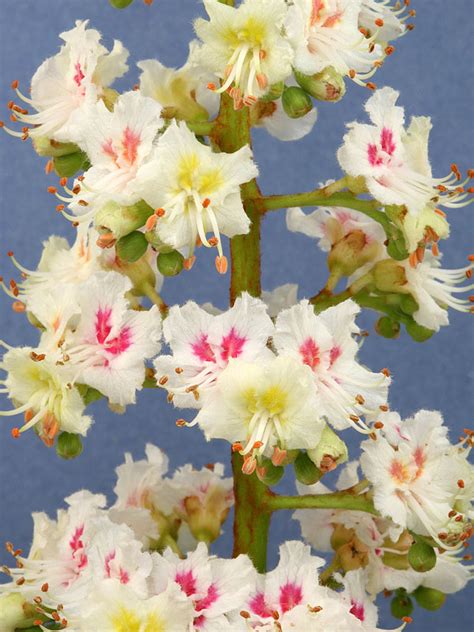 White Chestnut Bach Flower Learning Programme And Educational Resource