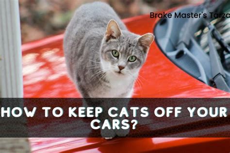 How To Keep Cats Off Your Cars Brake Masters Tarzana