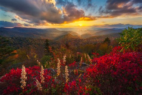 Download Sunset Flower Forest Mountain Nature Landscape HD Wallpaper