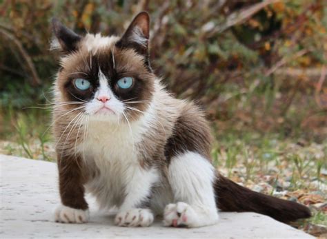 Bộ Sưu Tập Hình ảnh Những Chú Mèo đáng Yêu Tuyệt đẹp Top Hơn 999 Hình ảnh Chất Lượng Siêu Cao 4k