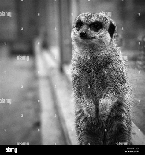 Black And White Portrait Of A Meerkat Keeping Watch Stock Photo Alamy