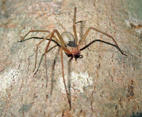 Loxosceles Coheni A New Species Of Recluse Spider Named After The