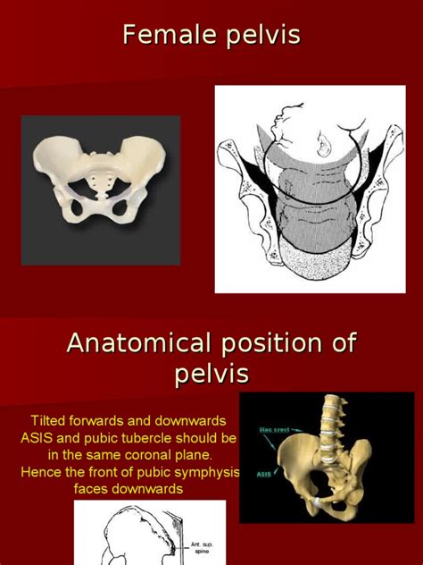 Female Pelvis Pelvis Musculoskeletal System