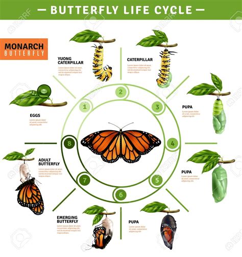 Stages Of Monarch Butterfly Life Cycle Images And Photos Finder