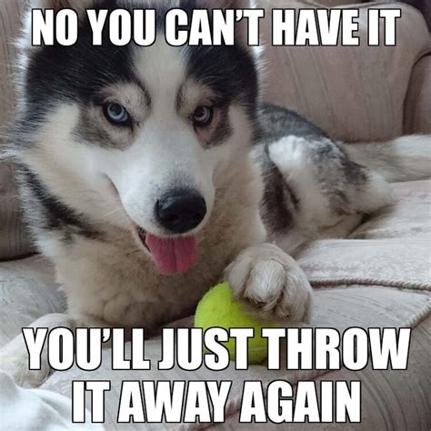 Pin By Mark Deavult On Husky Memes Dog Quotes Funny Funny Dog Memes