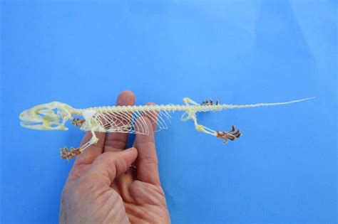 9 34 Inches Long Tokay Gecko Skeleton Gekko Gecko