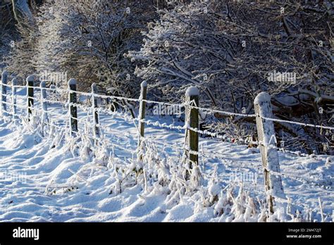 Winter Light And Deep Snow On A Hedge And The Barbed Wire Fence Stock