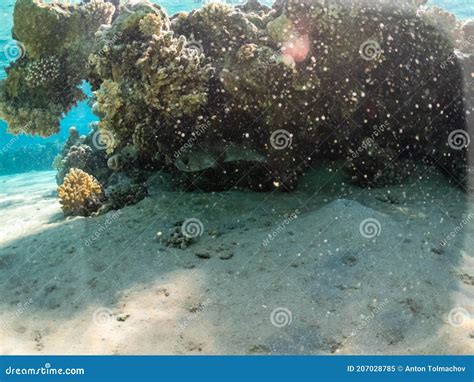 Whitespotted Puffer Fish Or Tetraodontidae In Coral Reef Of Red Sea