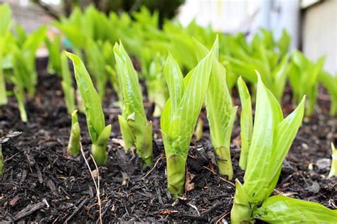 How And When To Divide Hostas Plant For Success