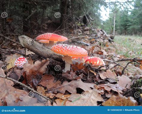 Close Up Shot Of A Beautiful Natural Perfect Red Mushroom With White