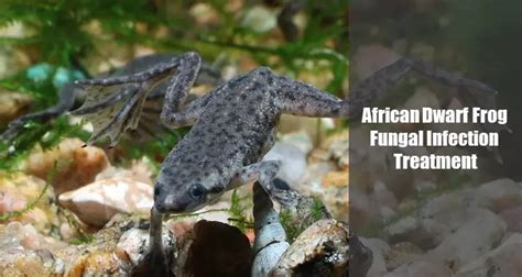 African Dwarf Frog Fungal Infection Treatment Effective Methods