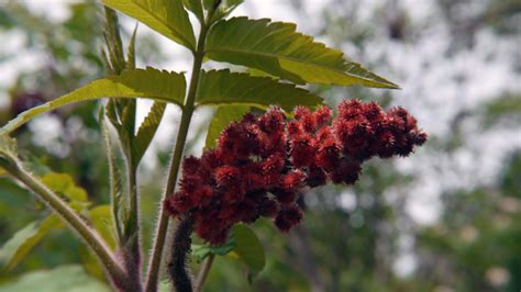 The Flower Of A Staghorn Sumac Tree Stock Photo Download Image Now