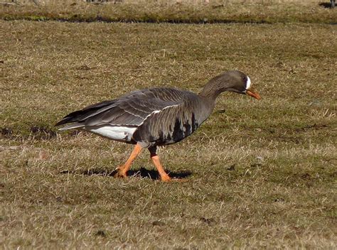 Two Locally Rare Greater White Fronted Geese Drew Monkman