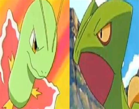 Will Ashs Sceptile And Caseys Meganium Ever Meetbattle And Why Or