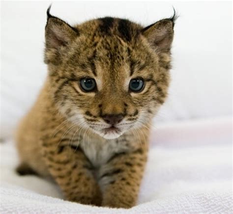 This Is How A Baby Iberian Lynx Looks Like Aww