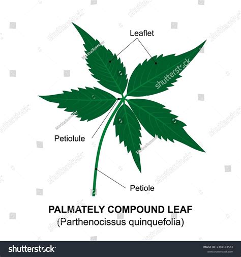 Palmately Compound Leaf Example Compound Leaf Stock Vector Royalty