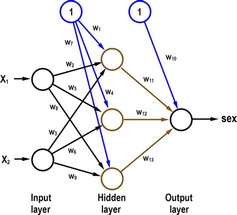 simple neural network for sex classification with two input nodes and download scientific